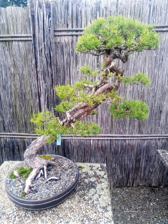 IMG_20260315_152557_776